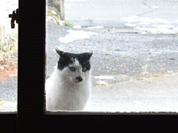 犯行現場に戻ったネコちゃん!?外からガラス戸を覗いていた理由に12万人以上が「笑った」