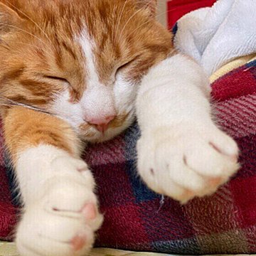 猫が寝る場所でわかる猫の気分 猫がますます愛おしくなる心理は ねこのきもちweb Magazine
