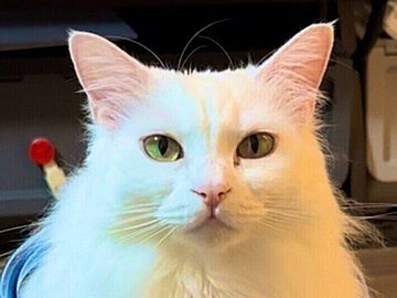 おすまし顔のネコちゃんはかわいいだけじゃない。首から下のまさかの状態に違和感がなさすぎて違和感！