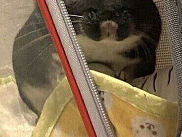 お出かけの次の日、リュックに自ら入ったチンチラ。”苦手”を塗り替えるほど楽しかった？熱視線に胸キュン