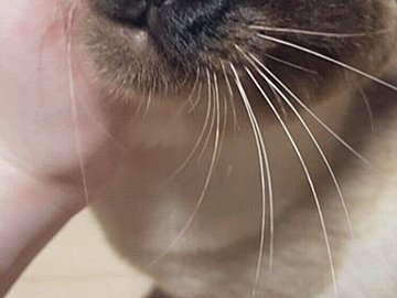 「パパは悲しい」夫婦が撮った愛猫の写真を比べると、表情が違い過ぎてクスッ！1.5万人が「いいね」で反応