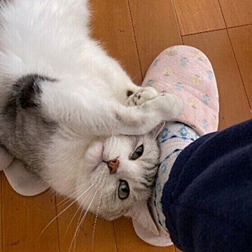 猫が寝る場所でわかる猫の気分 猫がますます愛おしくなる心理は ねこのきもちweb Magazine