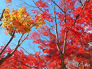 東京都内の徒歩で紅葉が楽しめるおすすめスポット5選