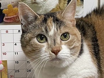 まるで分身の術!?世界にひとつだけの不思議で素敵なカレンダー。どこまでも続くネコちゃんがかわいすぎる