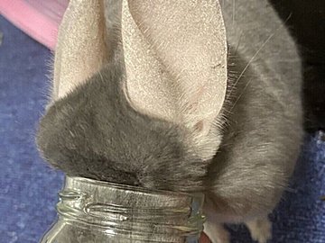 「どうなってるの？」顔を丸ごとシュポッ！オヤツが待ちきれなかったチンチラの行動がおもしろかわいい