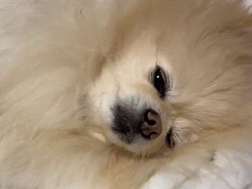 ねむねむトロ～ンなポメラニアンがかわいすぎる！遊びに誘われても反応できず飼い主さんは「寂しい」