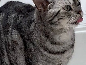 タッチレス水栓を扱う猫が話題に！怖がるどころか、びしょ濡れになりながら水を飲む姿に3.3万人が驚きを隠せない！