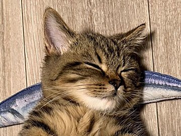 かわいすぎてゴメン!?枕と布団を使って眠る子猫の姿に「大好きです」「癒やされる」と4万件のいいね