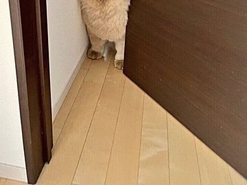 家のなかでオットセイのような鳴き声が聞こえる!?様子を見に行くと、困っているのに笑える光景があった