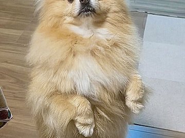 「うれしいな」「こっち見て」飼い主さんに気持ちを伝えたい！背伸びを頑張るポメラニアンがあいくるしい