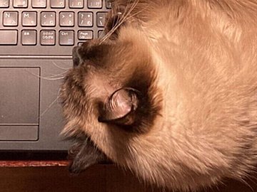 ニャン事件発生!?突然アラビア語設定に変わったパソコン。「誰だ。誰なんだ」そばにはくつろぐ愛猫の姿が