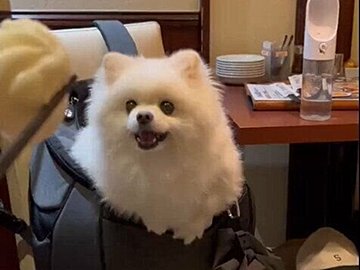 ゴハンもおやつも食べたのに！「かわいいすぎる」運ばれてきた飼い主さんの食事を見て、必死にチョウダイをする愛犬