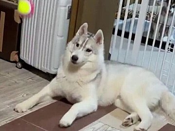 ハスキー犬の兄、運動神経が悪そうなボール遊びの様子に「何か愛きょうがある」6.9万件の「いいね」が集まる