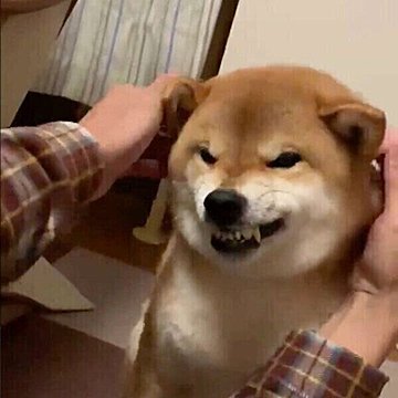 全部で何本 犬も虫歯になるの 意外と知らない 犬の歯 のヒミツ いぬのきもちweb Magazine