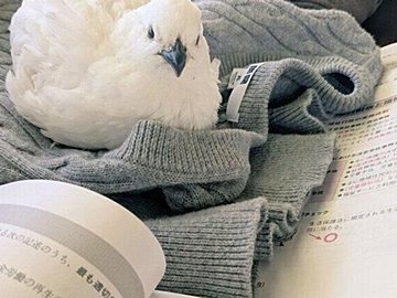 国家試験の勉強中にあらわれた愛鳥、「見張っている」と思いきや5分で寝落ちして飼い主の眠気を誘う