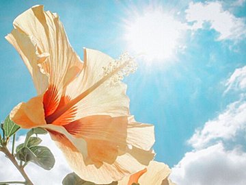 数十年前より紫外線が強まっているってホント？意外と知らない紫外線のウソ・ホントを気象予報士と確認しよう！