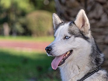 男子校生に「なでて〜」と自らゴローンとする、甘え上手なハスキー犬！ふだん見せるかっこいい姿とのギャップで5.5万人を魅了