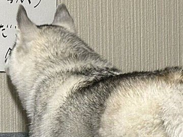 「熟読している!?」トイトレ中のハスキーに飼い主さんからのお願い。呼びかけポスターを見る後ろ姿が賢そう