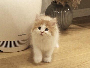 「誰が想像したか」手のひらサイズだった子猫のビフォー・アフターが驚きの変化で4.2万件のいいね