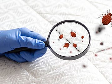 相談件数が急増中！拡大する「トコジラミ」被害、もし刺された場合はどうすればいい？