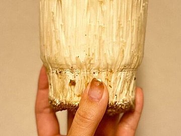 スープを作るためにエノキを半分使いたいと言う小2娘。残されたエノキの驚きの姿に10.2万件のいいね集まる