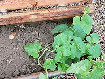 びっくり！コンポストから出てきた芽を放置していたら