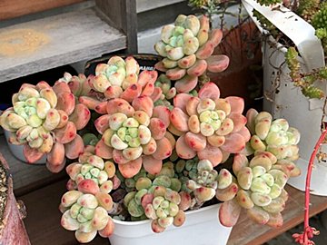 【多肉植物】なんとなく買わないで！初心者でも安心して選べる「元気な株のチェックポイント」3選