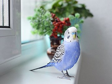 おもちゃの人形と競争して走るセキセイインコ。スローで見たくなるほど気合の入った走りがかわいすぎる