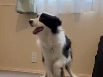 飼い主さんといっしょにモデルウォークをするボーダーコリーが賢くて格好いい！楽しそうな姿に2.9万いいね