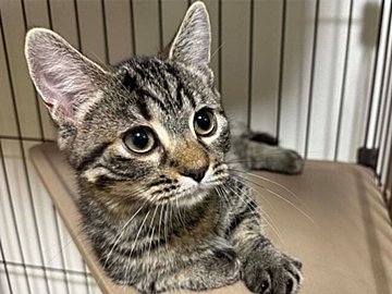 「肺と心臓の音がはっきり聞こえない」ヒヤッとする検診結果の理由とは?!甘えん坊猫の可愛さに23.7万件のいいね集まる