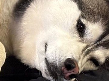 「犬って人間の上でこんなにくつろぐもの？」甘えん坊のハスキーが、まるで“赤ちゃん”のようだと話題に！かわいすぎて8.1万人の母性爆発