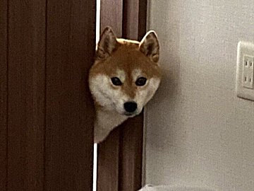 アラームが鳴ったのに起きてこない？飼い主さんの様子を見に来る柴犬さんがかわいすぎて5.8万人がキュン！