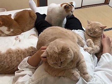 5匹の猫、2日振りに母親に再会したときの甘え方が可愛すぎる！「夢のようなひととき」の声と5.3万件のいいね