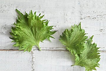 大量消費にも困らない 大葉 使ったおすすめレシピ42選 さわやな香りが食欲をそそるレシピをそろえました サンキュ 大量消費にも困らない 大葉 使ったおすすめレシピ42選 さわやな香りが食欲をそそるレシピをそろえました サンキュ