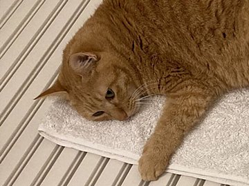 お猫様はお風呂のフタの上が好き。「許された」激セマスペースで入浴する飼い主さんに8.4万人がエール