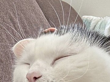 お母さんに撫でられて幸せいっぱいの猫ちゃん。近付くお父さんに表情激変!?ギャップありすぎで2.4万いいね