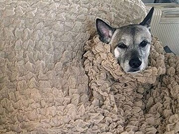 ソファーでくつろぐ愛犬VS.カバーをかけたい飼い主。愛犬ごとソファーを覆ったら「絵になる」と反響を呼ぶ