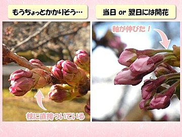 待ち遠しい！もうすぐ咲く桜とまだ咲かない桜はどうやって見分ける？気象予報士の注目ポイントを紹介