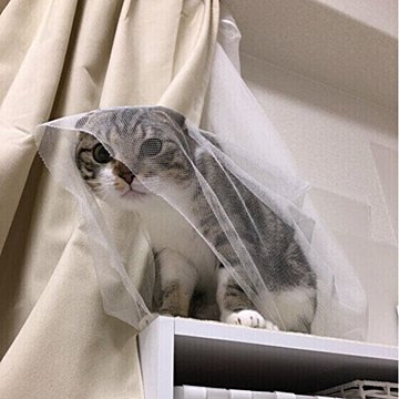 大の字”で寝転がる猫、飼い主に名前を呼ばれてしっぽで反応