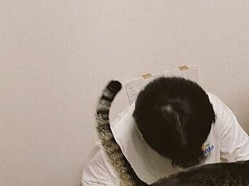 「邪魔してないよ！ 応援してるだけ」3匹の愛猫サポーターに見守られて勉強する娘さんの集中力が凄い