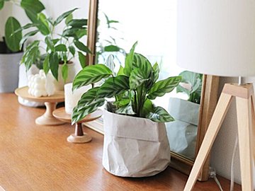 【観葉植物のある暮らし】いろんな植物と上手に暮らす方法