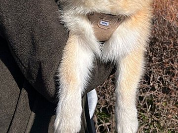 「お散歩に行くよ！」→帰宅のとき「やりきった…」と言わんばかりの表情に「かわいい」が止まらない！