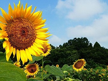 猛暑のあとは冬が寒くなるってホント!?気象予報士が解説