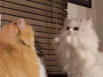 2本足で立ち上がり、見事なファイティングポーズをとる猫！ピリピリと緊迫した空気の中、飛び出したかわいすぎるパンチに4.5万人が悶絶