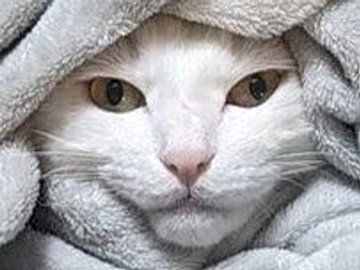 「すっぽり被せたはずなのに」毛布の隙間から覗く小さな顔がかわいすぎて、誰もが目を奪われる!?