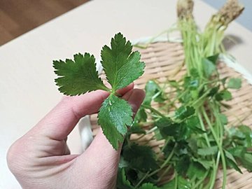 やらなきゃもったいない！パクチー苦手でも食べやすいエスニックおにぎりを野菜ソムリエが解説