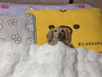 まるで人間のような寝姿に8万件のいいね！生活音があっても余裕で眠りにつくカニンヘンダックスが可愛すぎる