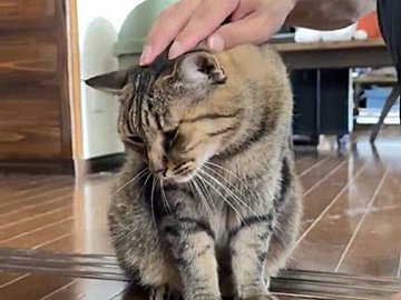 撫で撫でする手を止めると「もうちょっと撫でて」と催促する愛猫。そのかわいい姿に「ずっと撫でてあげたい」の声