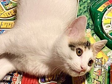 家族の「人生」をメチャクチャにするネコちゃんに13万件のいいね。何をしてもかわいければ問題なし!?