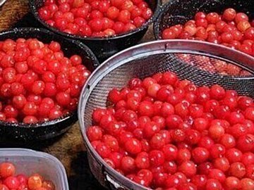 幼稚園時代に植えた1本のさくらんぼの木。25年後、「今年の収穫を見てくれ！」大量の赤い実に18万いいね